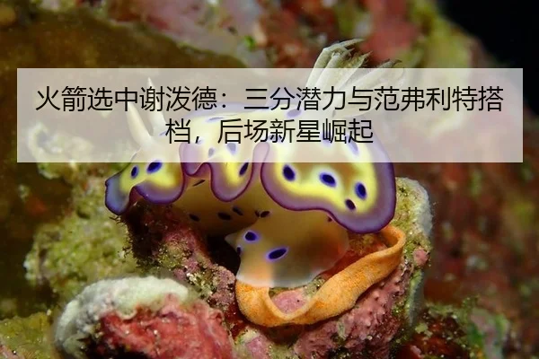 火箭选中谢泼德：三分潜力与范弗利特搭档，后场新星崛起